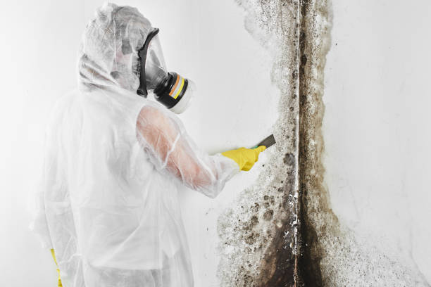 Best White Mold Remediation in Mooreville, MS