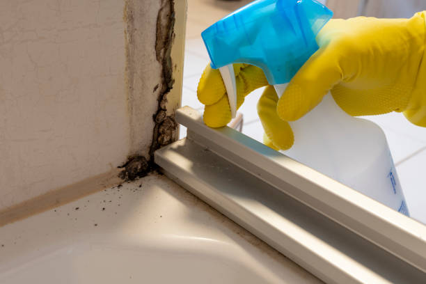 Best Insurance-Related Mold Remediation in Mooreville, MS
