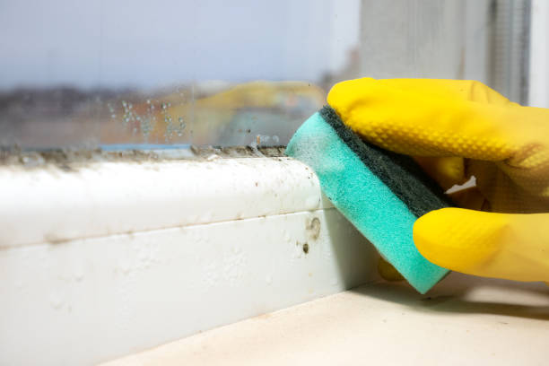 Best Residential Mold Remediation in Mooreville, MS