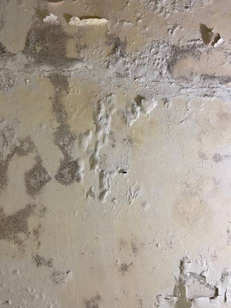 Best Crawl Space Mold Remediation in Mooreville, MS