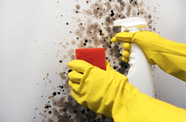 Best Health and Safety Mold Remediation in Mooreville, MS