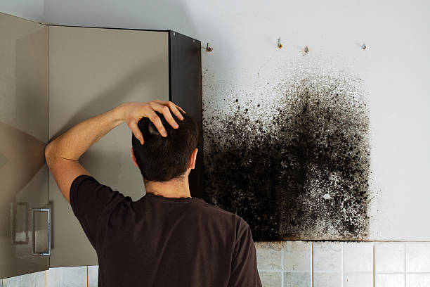 Best Emergency Mold Remediation in Mooreville, MS