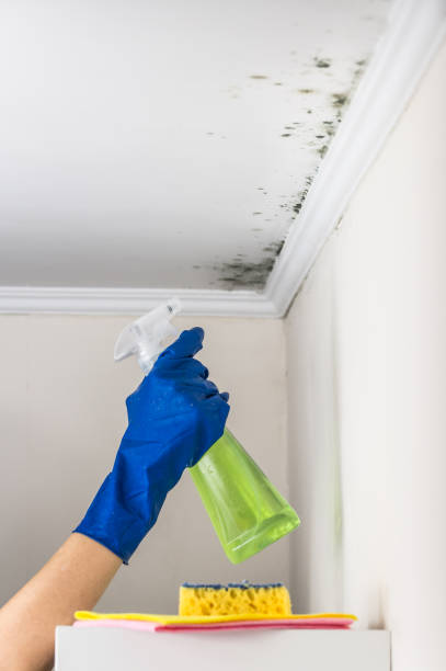 Best Post-Remediation Services in Mooreville, MS
