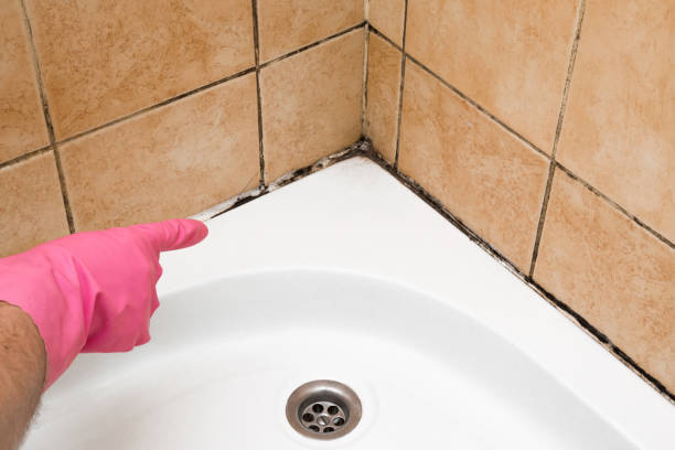 Best Post-Flood Mold Remediation in Mooreville, MS